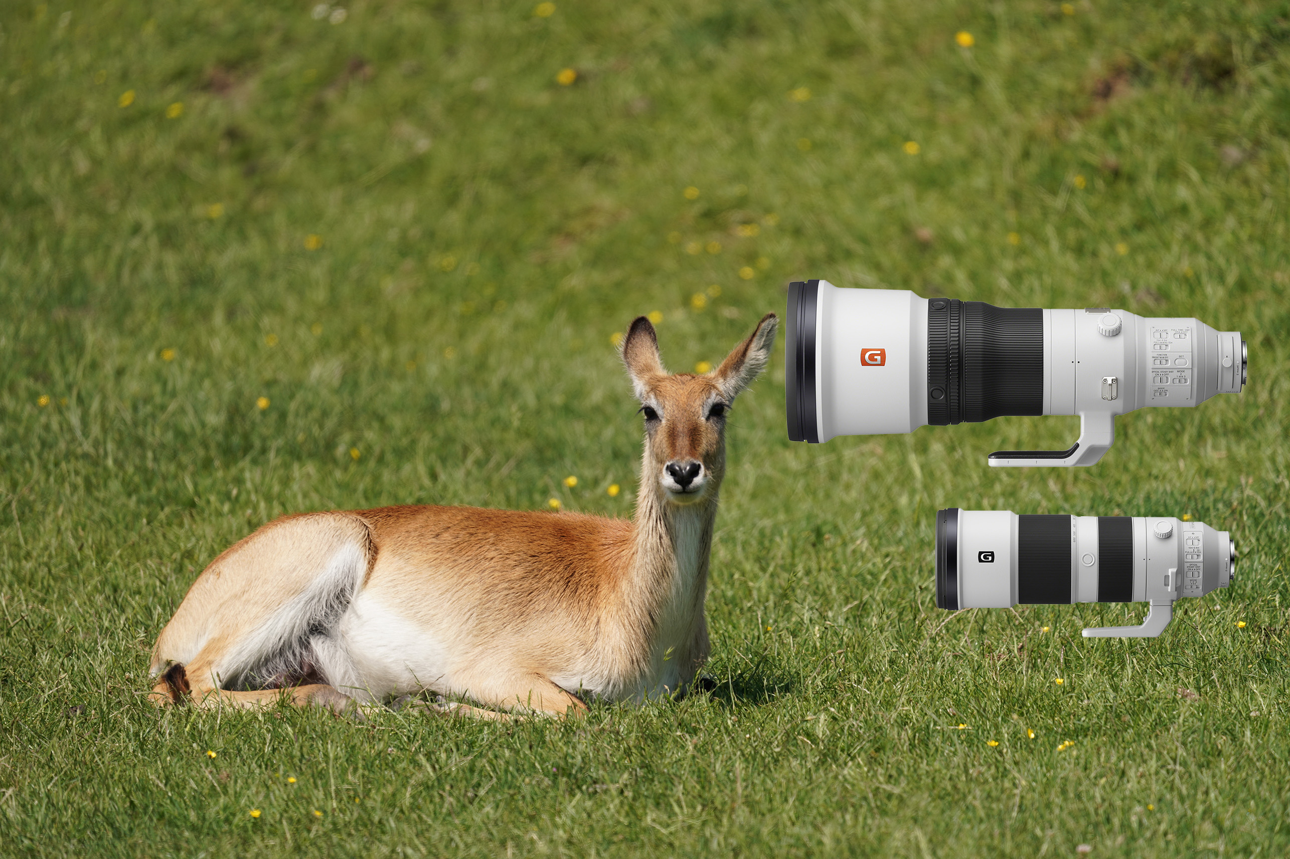 Die neuen Sony-Super-Teles eignen sich u.a. sehr gut für Tierfotografie.