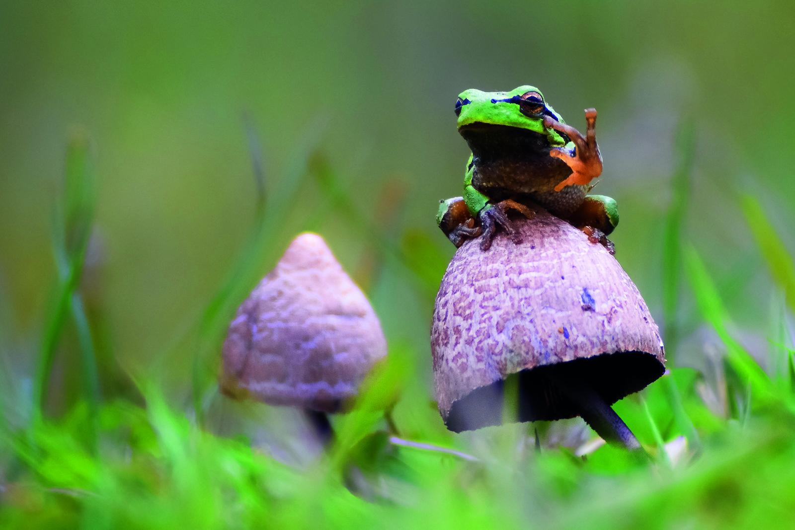 Gabriel Ozon: "European Tree Frog (Hyla arborea)"