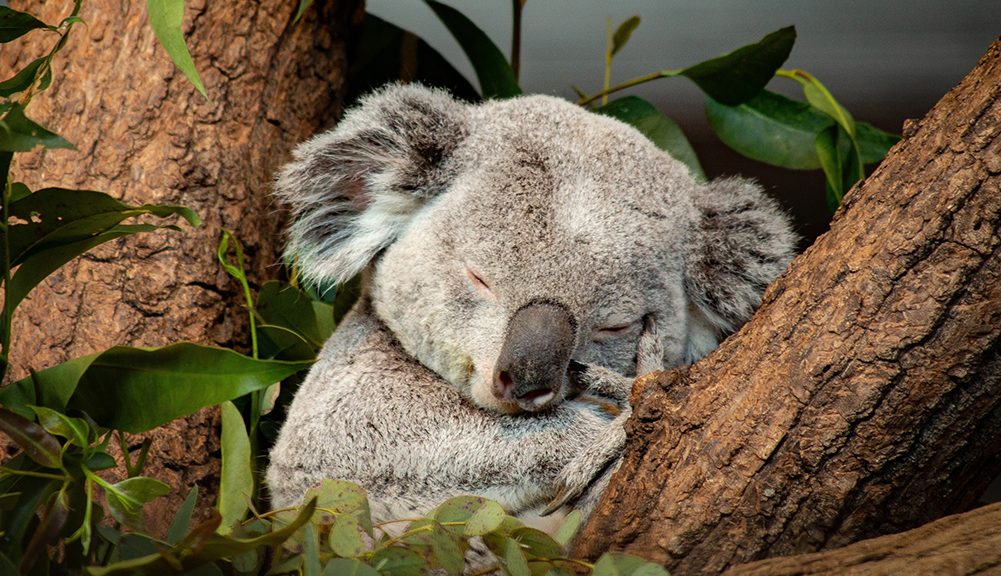 Der "Sleeping Koala" von Ralph Haldimann ist das Leitbild des diesjährigen CEWE Photo Award.