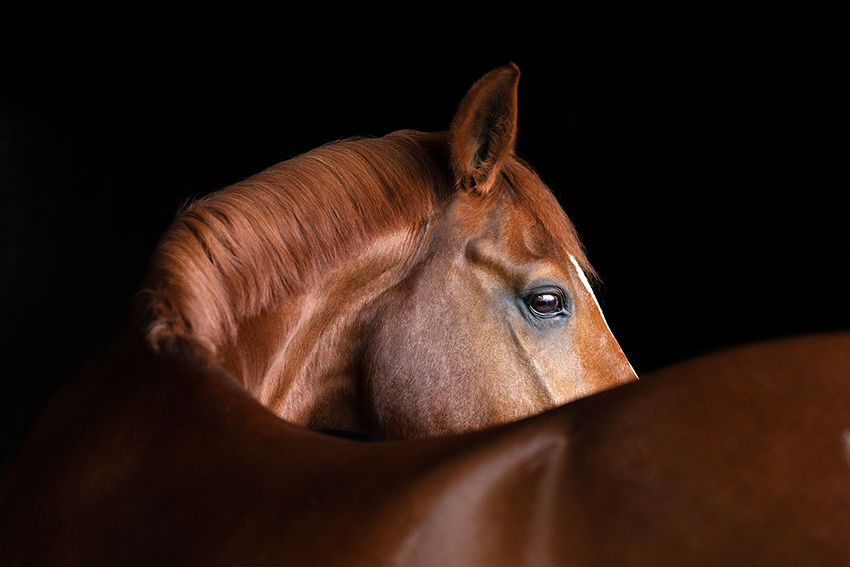 Michaela Steiner: "Close Up – Black Background Horse Portrait" (c) Michaela Steiner, Austria, Winner, National Awards, Sony World Photography Awards 2021