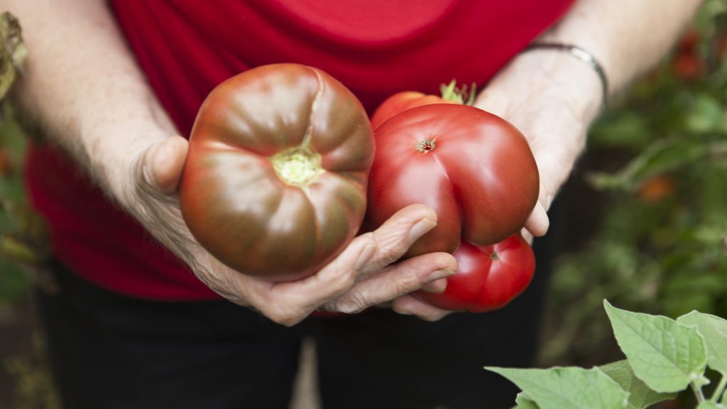 Robert-Fleischanderl_Der_Garten_meiner_Mutter_01 Robert Fleischanderl: "Tomaten", 2020, 50x70 cm, Plakat auf Wand affichiert, (c) Robert Fleischanderl 2020/2021