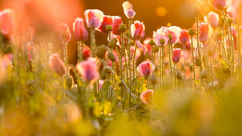 Mohnblüte im Waldviertel (c) Wiener Fotoschule