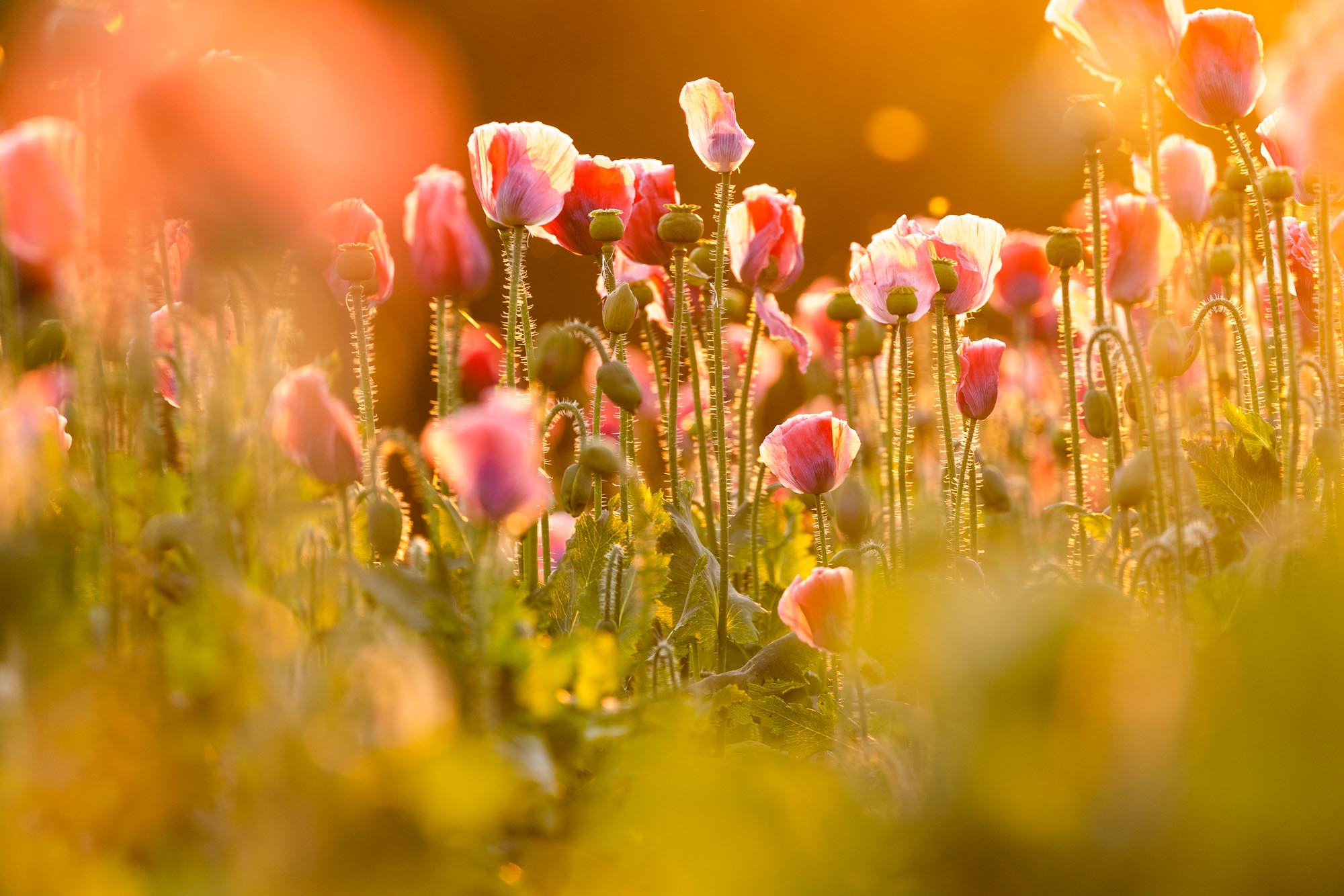 Mohnblüte im Waldviertel (c) Wiener Fotoschule